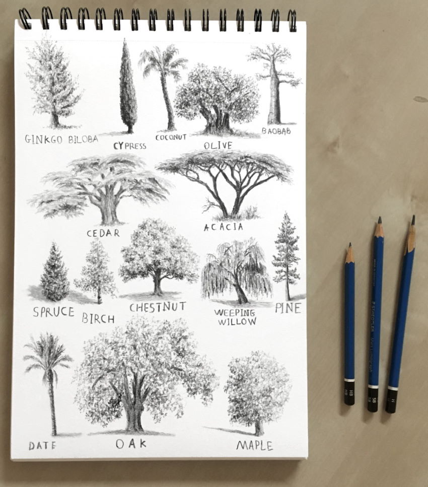 ציורים של עצים עם עפרונות גרפיט