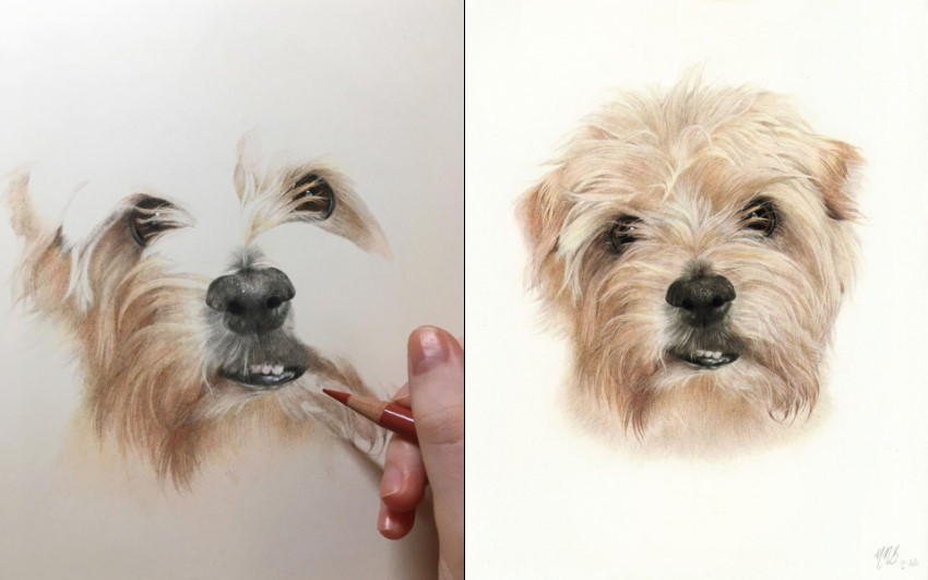 ציור בעפרונות צבעוניים של כלב על ידי מולי מוירה