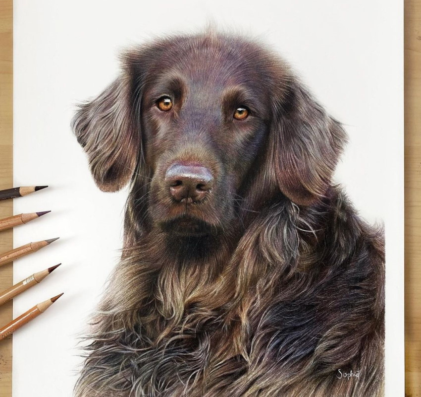 ציור דיוקן של כלב על ידי סופי טאט