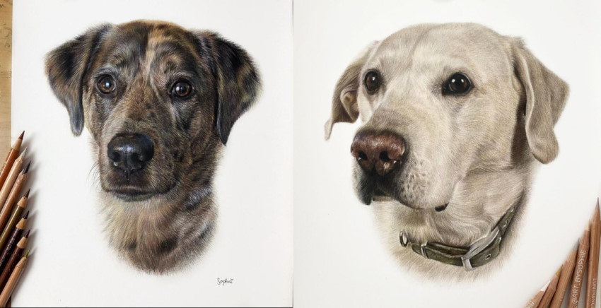 ציורי דיוקנאות של כלבים על ידי סופי טאט