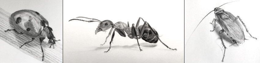דוגמאות מהמדריך לציור חרקים