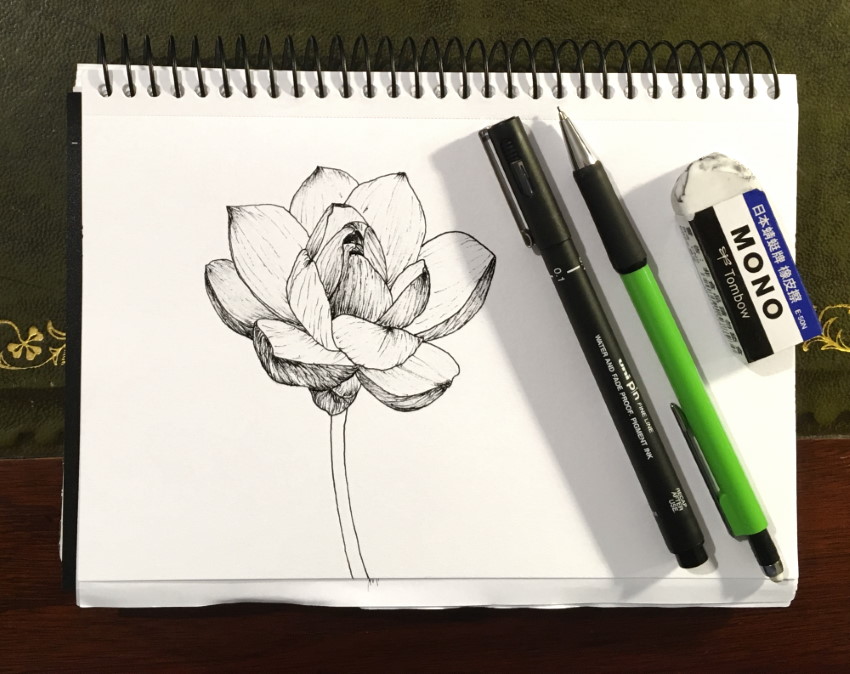 ציור בעט של פרח לוטוס