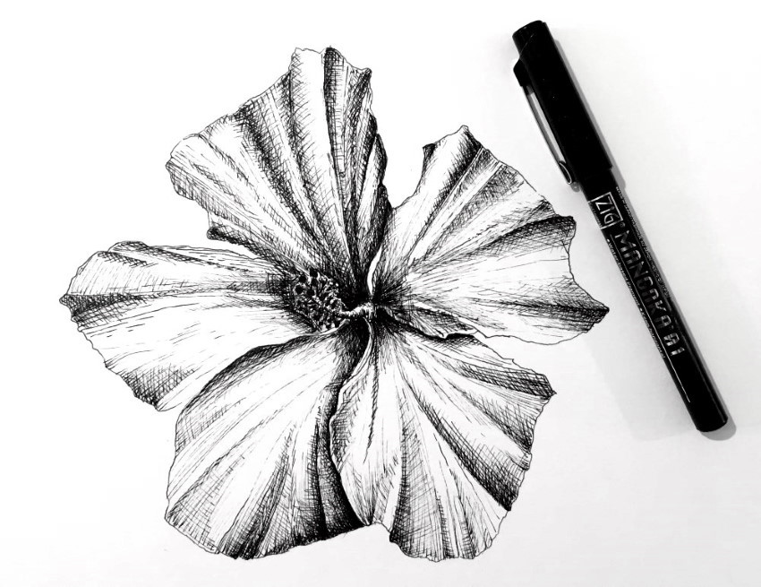 ציור בעט של פרח היביסקוס