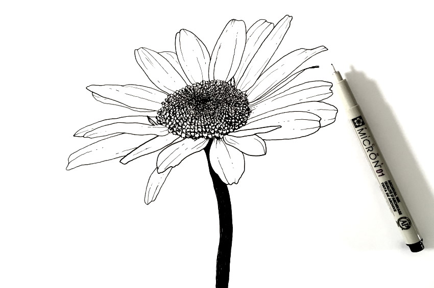 רישום בעט של פרח החיננית