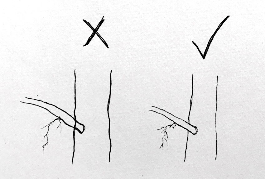 כיצד לצייר ענפים של עץ