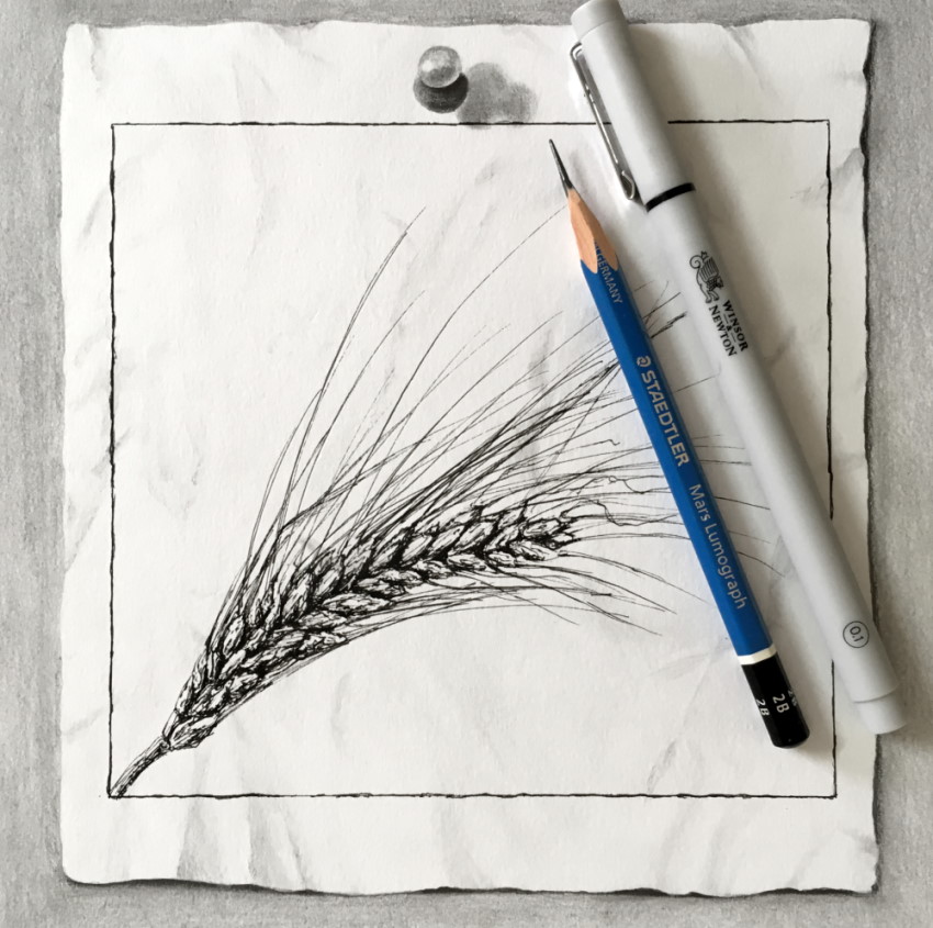 ציור של חיטה בעזרת עט ועיפרון