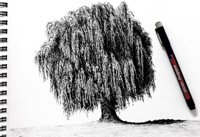 ציור ריאליסטי של עץ ערבה בוכייה בעזרת עט
