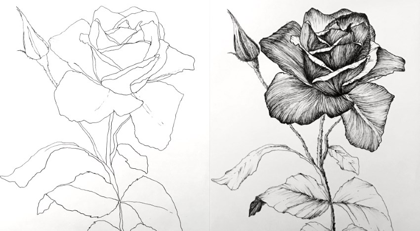 ציור בעזרת עט של פרח ורד