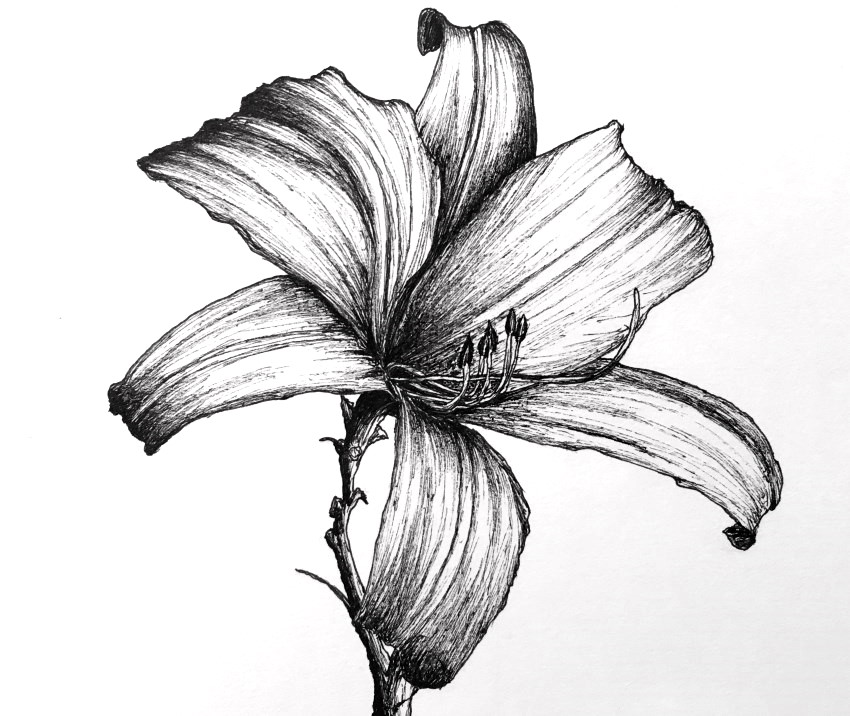 ציור פרח שושן בעזרת עט