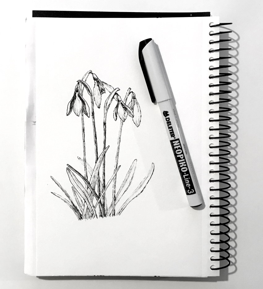 ציור בעזרת עט של פרחי גלנטוס