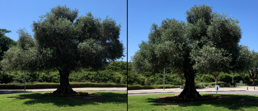 תמונות של עץ זית מזוויות שונות
