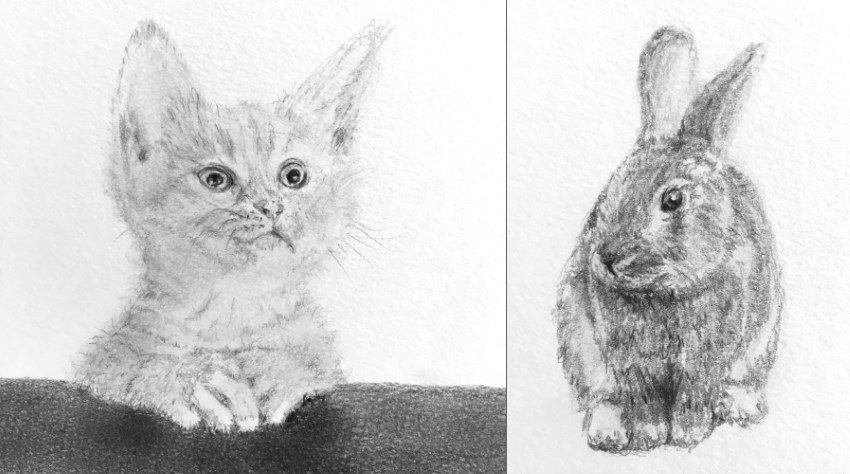 סקיצות בעיפרון של חתול וארנב