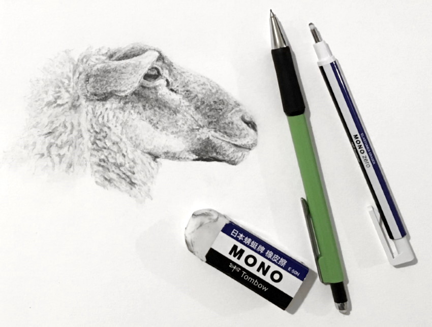 רישום בעיפרון של כבשה