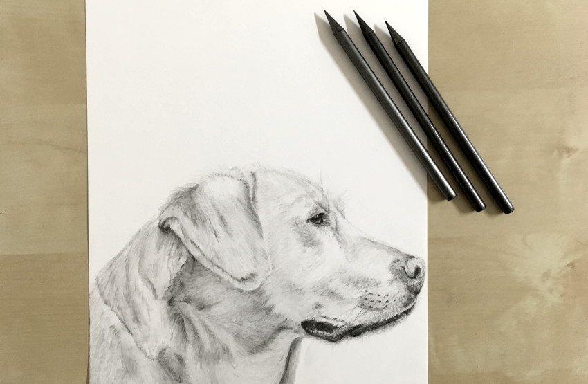 רישום בעיפרון של כלב בעזרת מקלות גרפיט