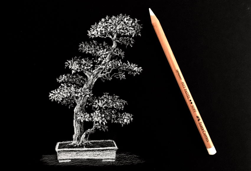 רישום בעיפרון לבן של עץ בונסאי