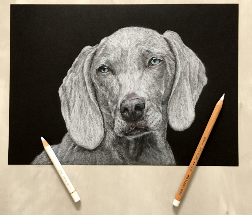 דיוקן של כלב עם עיפרון לבן ועפרונות צבעוניים