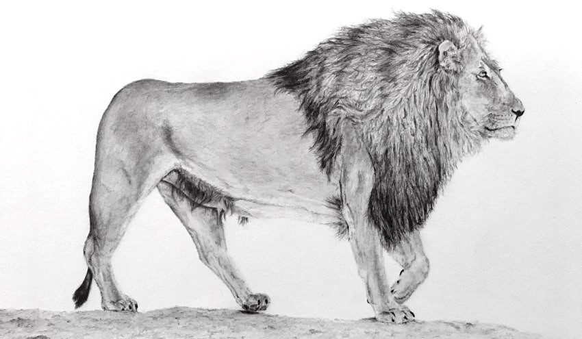 ציור בעיפרון של אריה