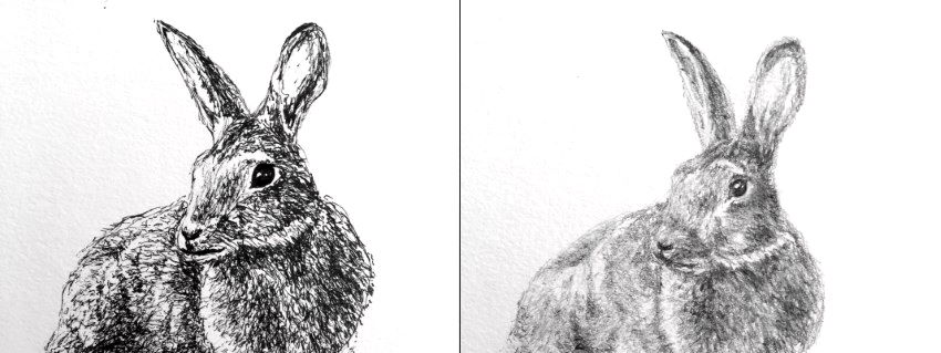 רישום בעיפרון ובעט של ארנבים