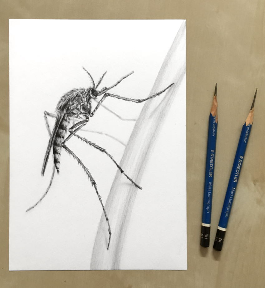 רישום בעיפרון של יתוש