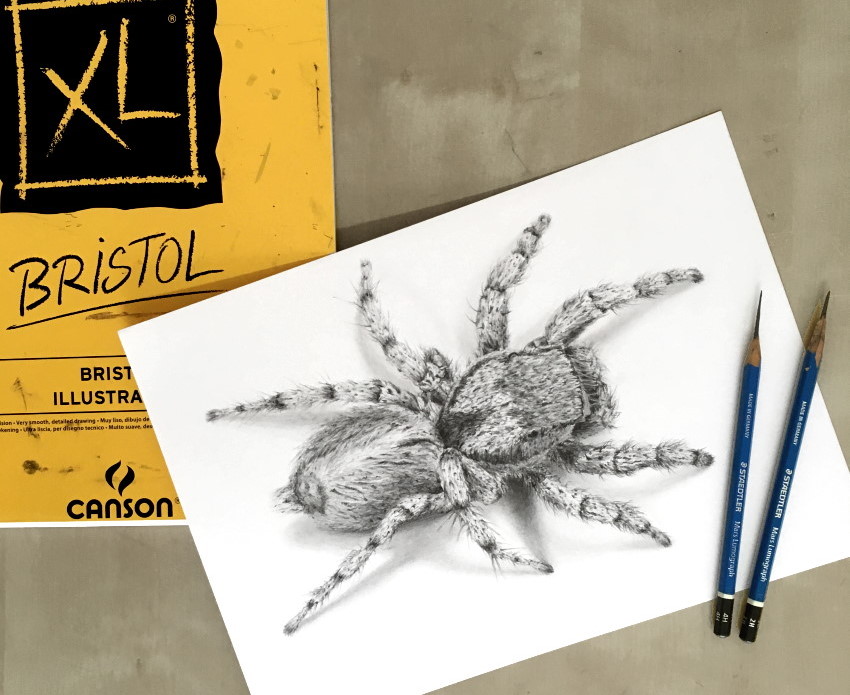 ציור ריאליסטי בעיפרון של עכביש