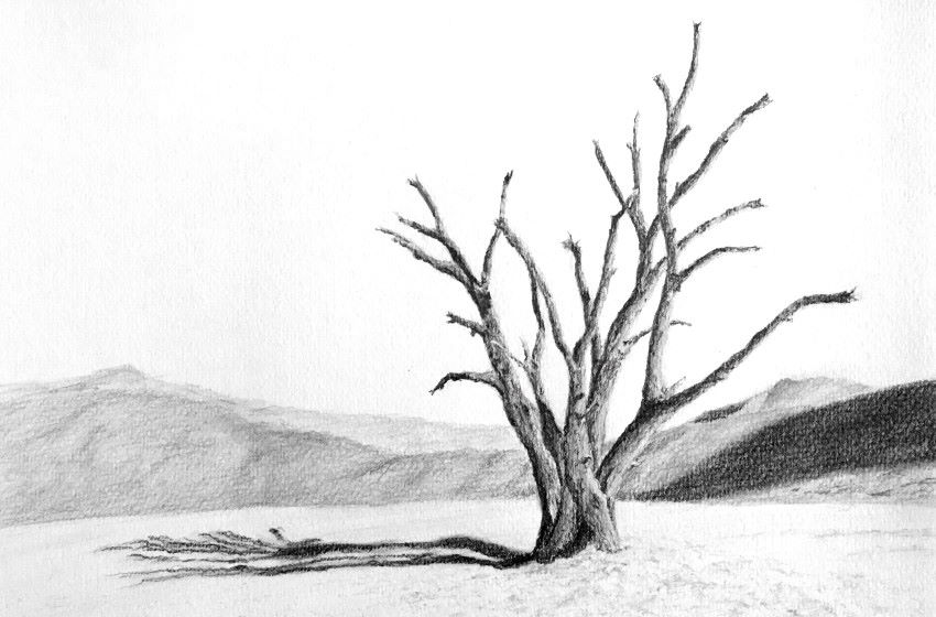 ציור קומפוזיציה בעיפרון של עץ במדבר