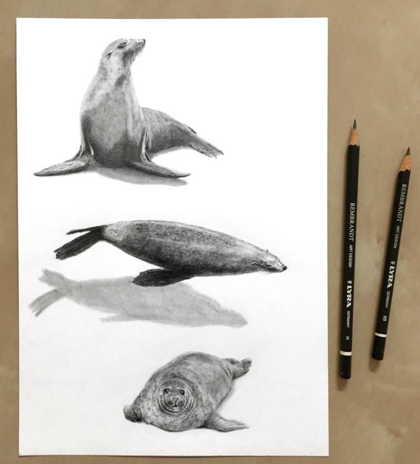רישומים בעפרונות גרפיט של כלב ים