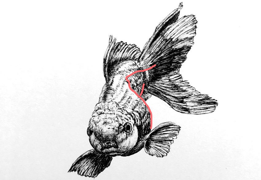 הסתרה חלקית במבנה של דג, רישום בעט