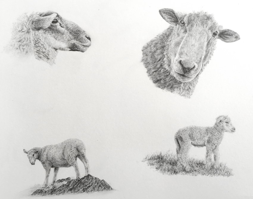 רישום בעיפרון של כבשים בסגנון ריאליסטי
