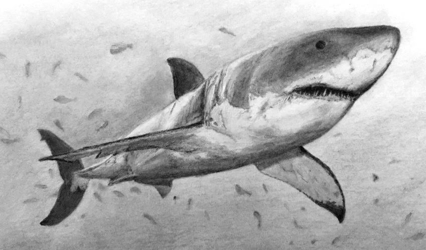 רישום בעיפרון של כריש עמלץ לבן (קרחה לבנה)