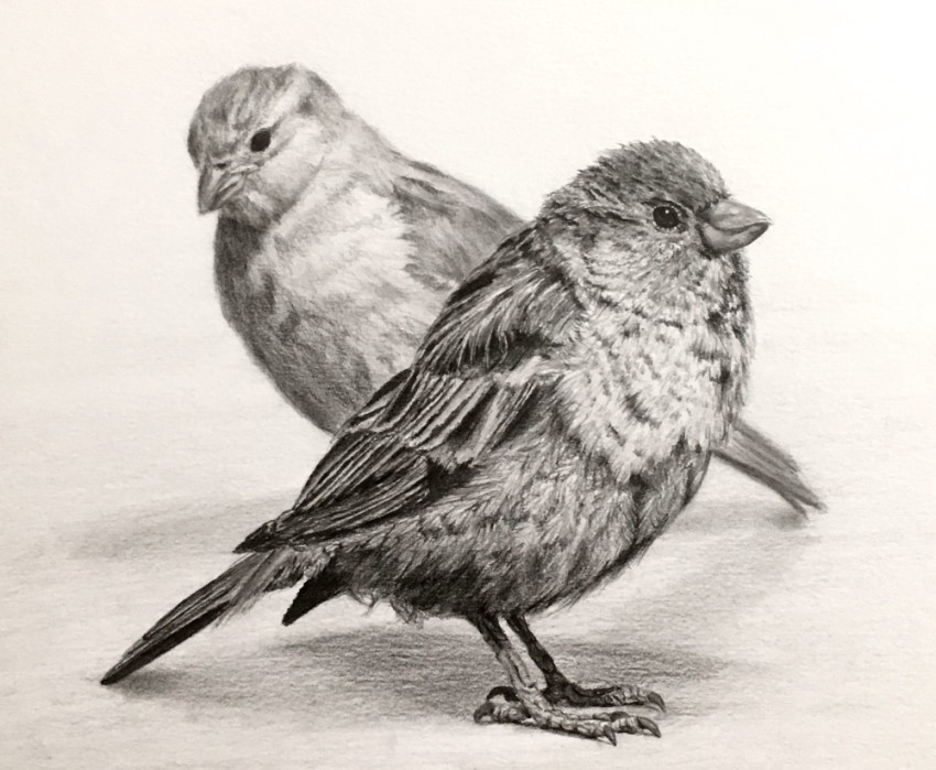 ציור עיפרון ריאליסטי של ציפורי דרור