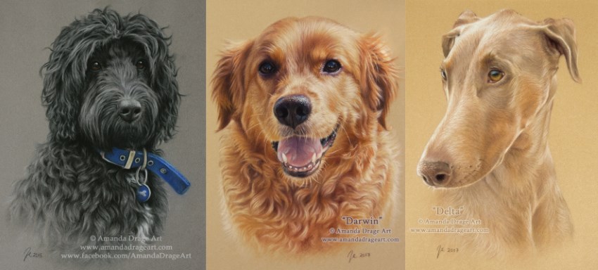 דיוקנאות של כלבים על ידי האומנית אמנדה דרייג