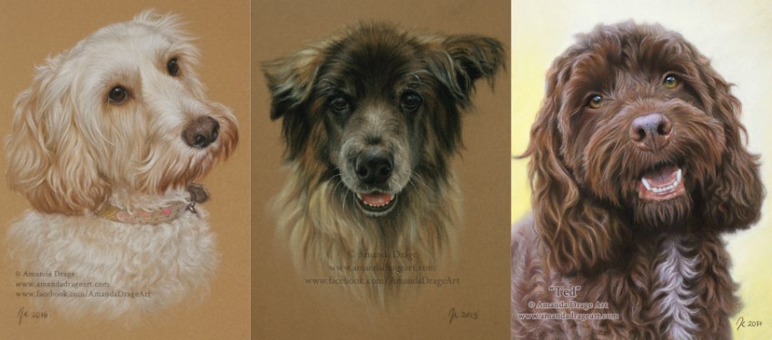 ציורי דיוקן של כלבים על ידי אמנדה דרייג