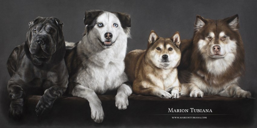 Dog portrait paintings by Marion Tubiana