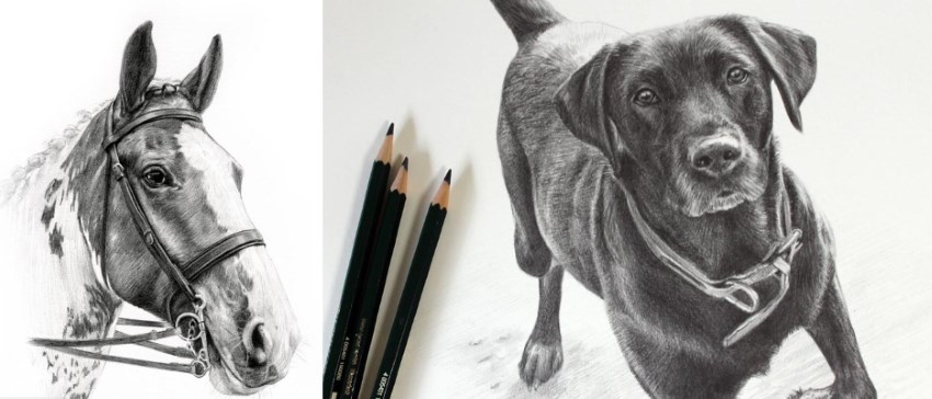 ציורי דיוקן של חיות מחמד בעיפרון על ידי מלאני פיליפס