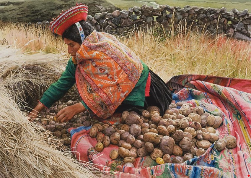 ציור מים של אישה אוספת תפוחי אדמה על ידי ראנס גונס