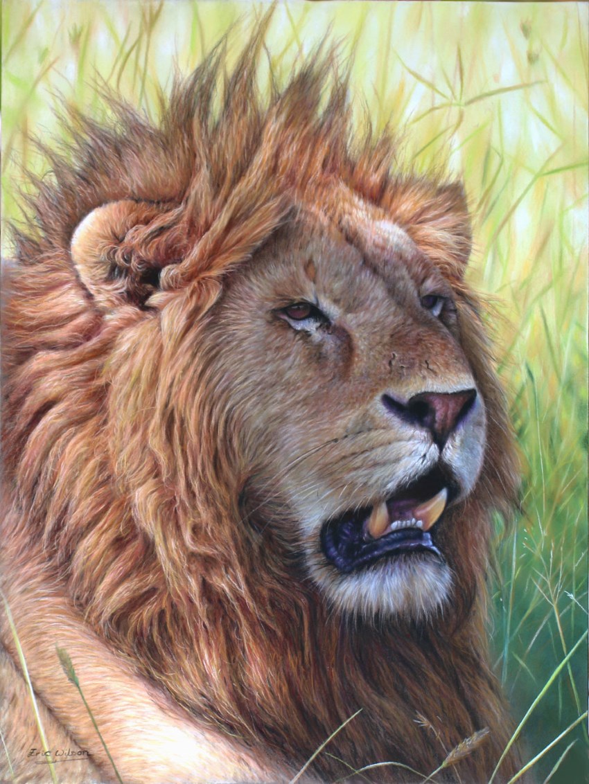 ציור של אריה על ידי אריק וילסון