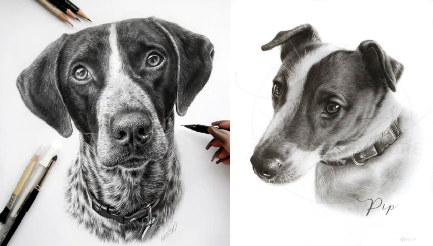 רישום ריאליסטי בעפרונות, של כלבים, על ידי גרייס מארי