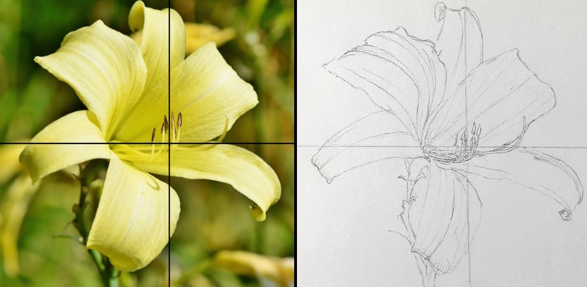 ציור פרח שושן בעזרת עיפרון וקווי עזר