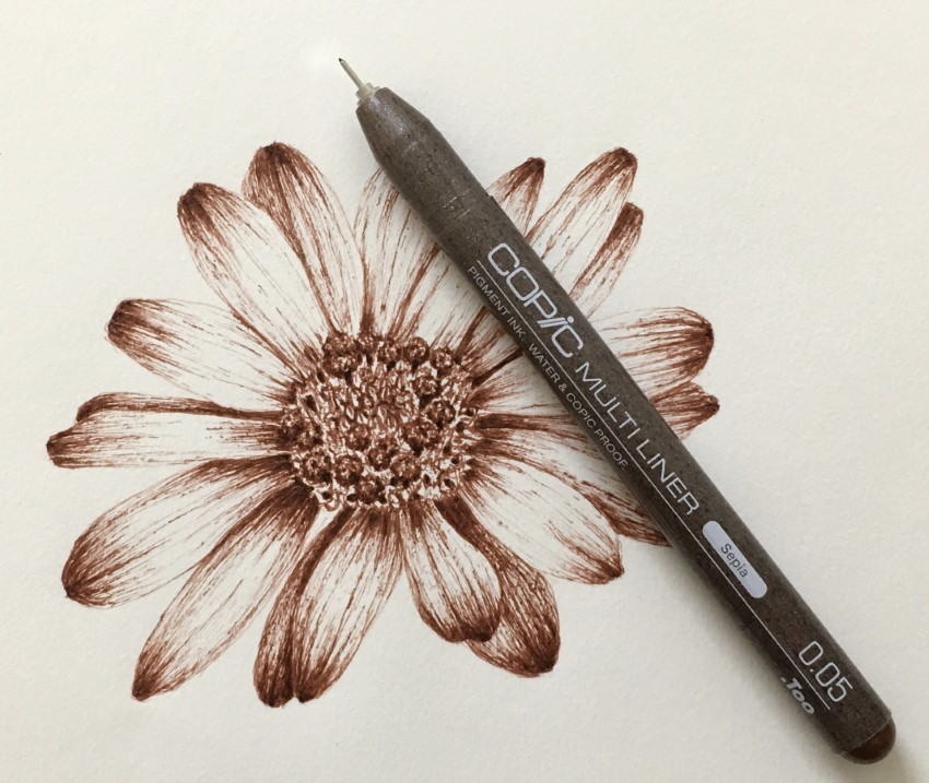 ציור בעט של פרח חרצית