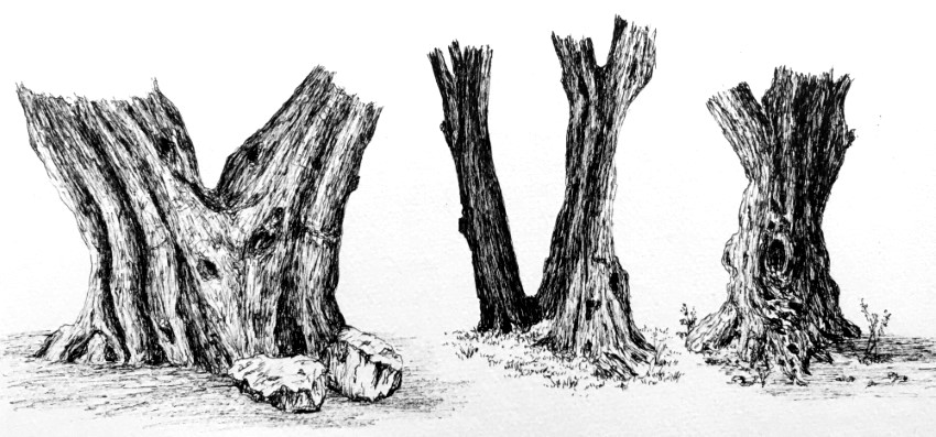 ציור גזעים של עץ זית בעזרת עט