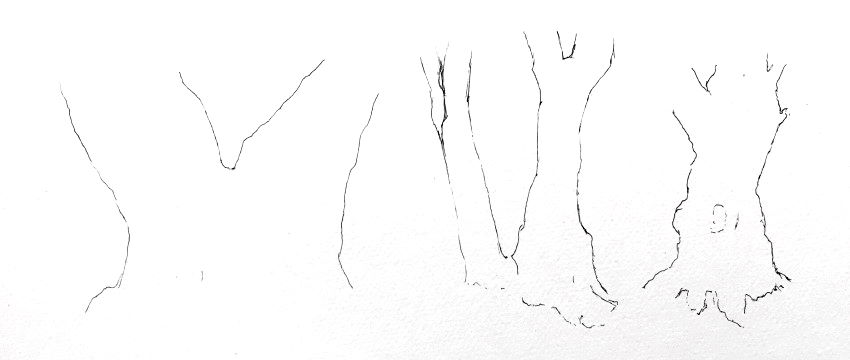 ציור המבנה של גזעי עץ בעזרת עט