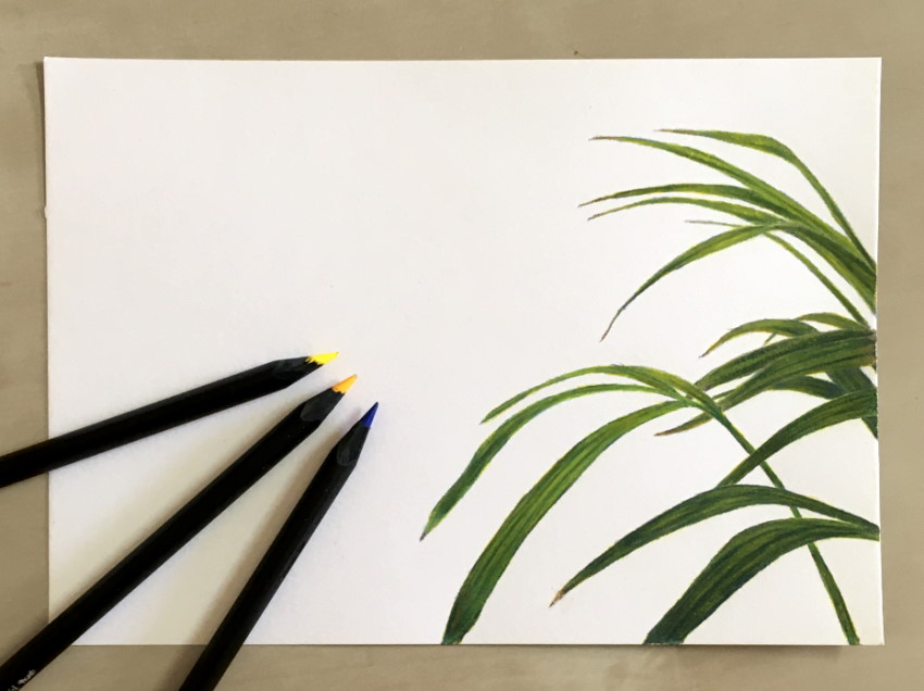 ציור עלים של צמח בעזרת עפרונות צבעוניים