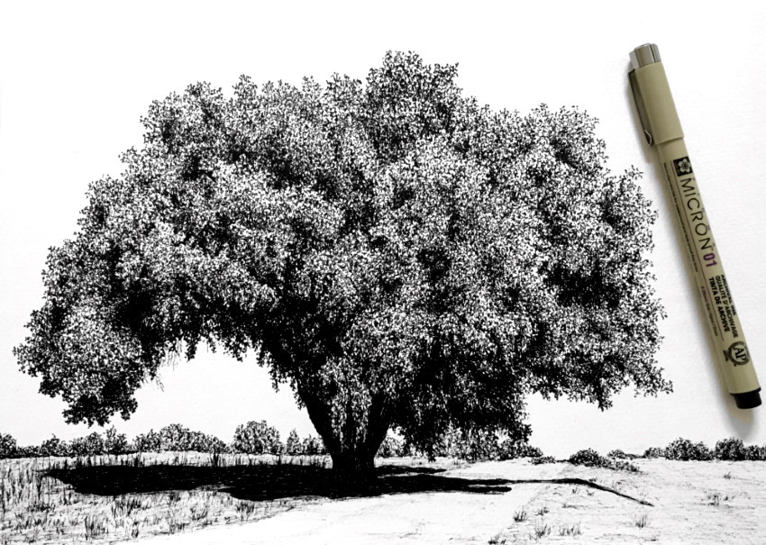 עץ אלון, רישום ריאליסטי בעט