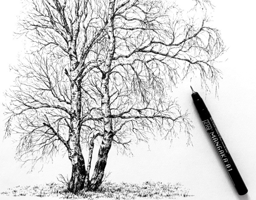 ציור ריאליסטי של עצי ליבנה בעזרת עט