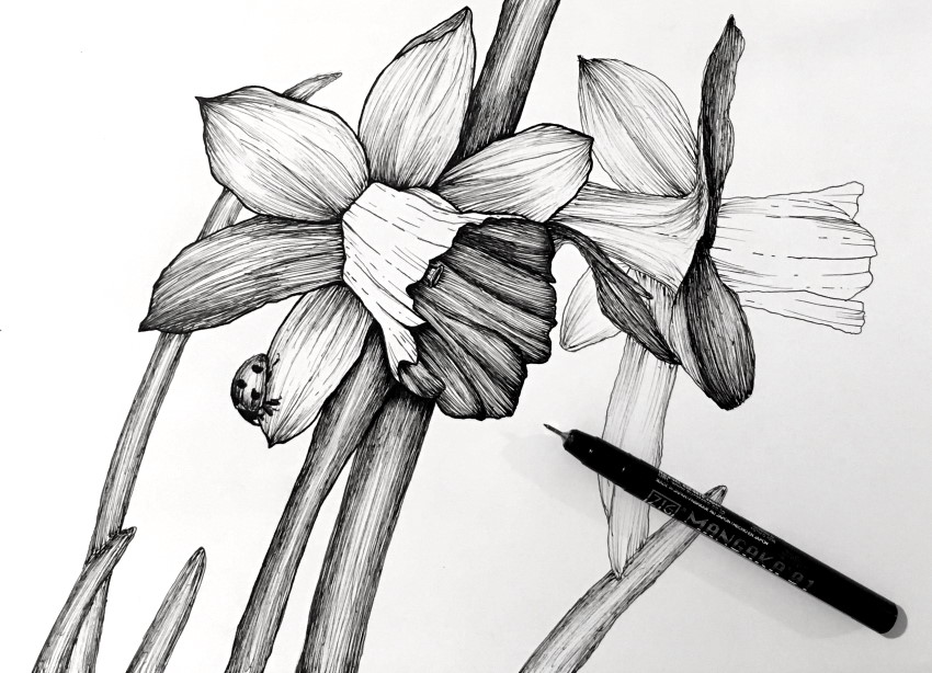 ציור בעט של פרח נרקיס ומושית השבע