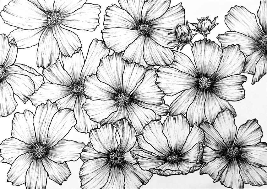 ציור בעט של פרחי קוסמוס על דף שלם
