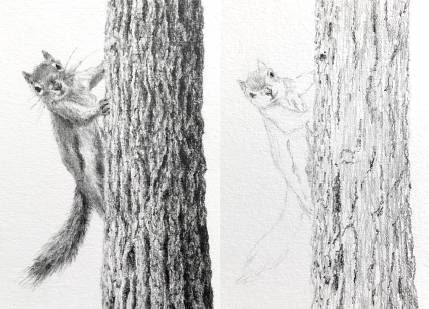 רישום בעיפרון של סנאי המטפס על עץ