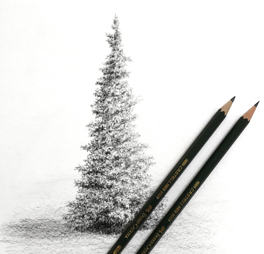 רישום ריאליסטי בעיפרון של עץ מחטני