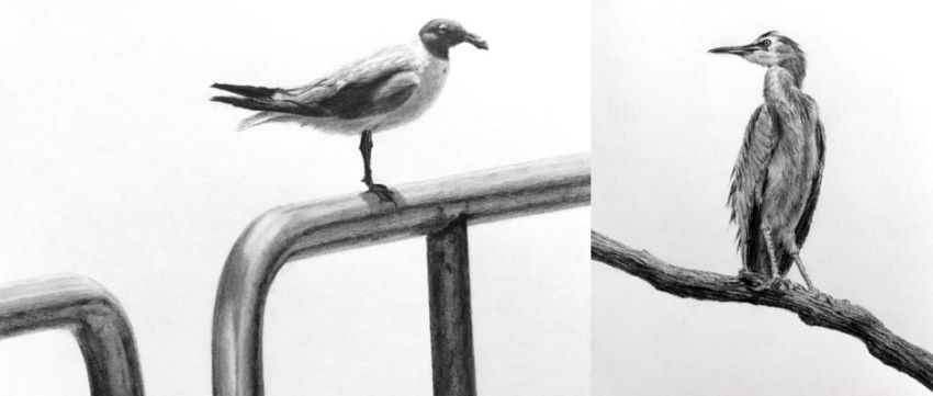 רישום בעיפרון של ציפורים, עם מרקמים בסגנון ריאליסטי