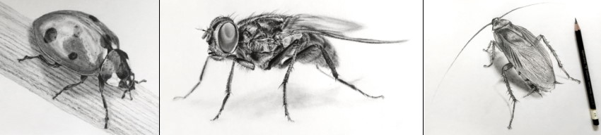 דוגמאות לרישום בעיפרון של חרקים בסגנון ריאליסטי